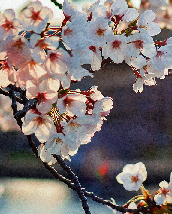 桜